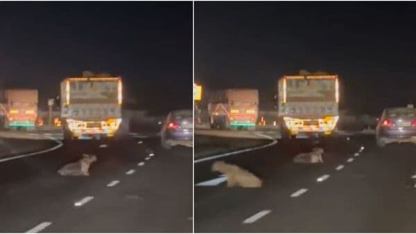 Screengrabs of a video posted on Twitter shows a man throwing goats out of a truck.